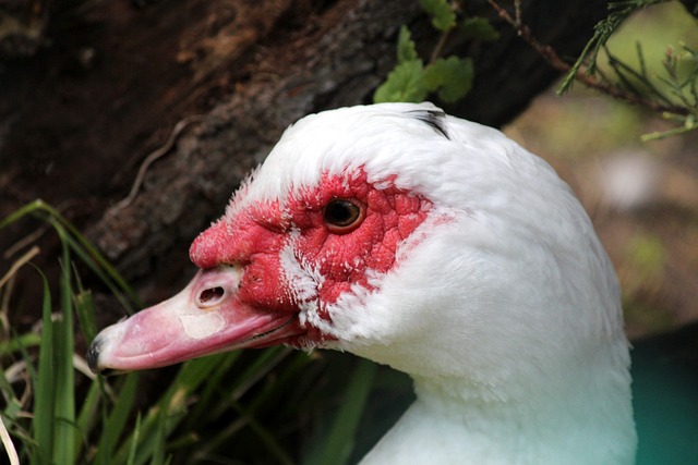 中場組織得 中場組織得